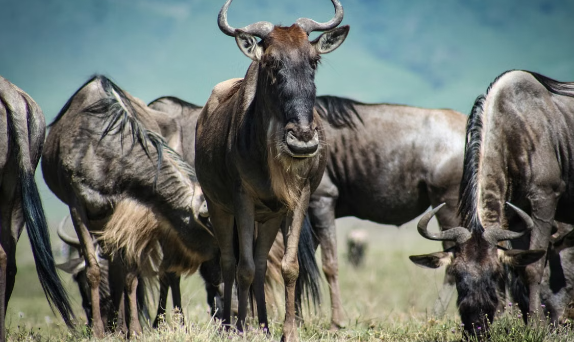 Is a Tanzania Safari Worth It? Honest Review, Costs & Expert Guide (2026)