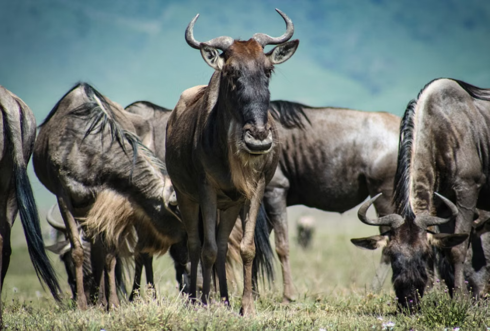 Is a Tanzania safari really worth the cost