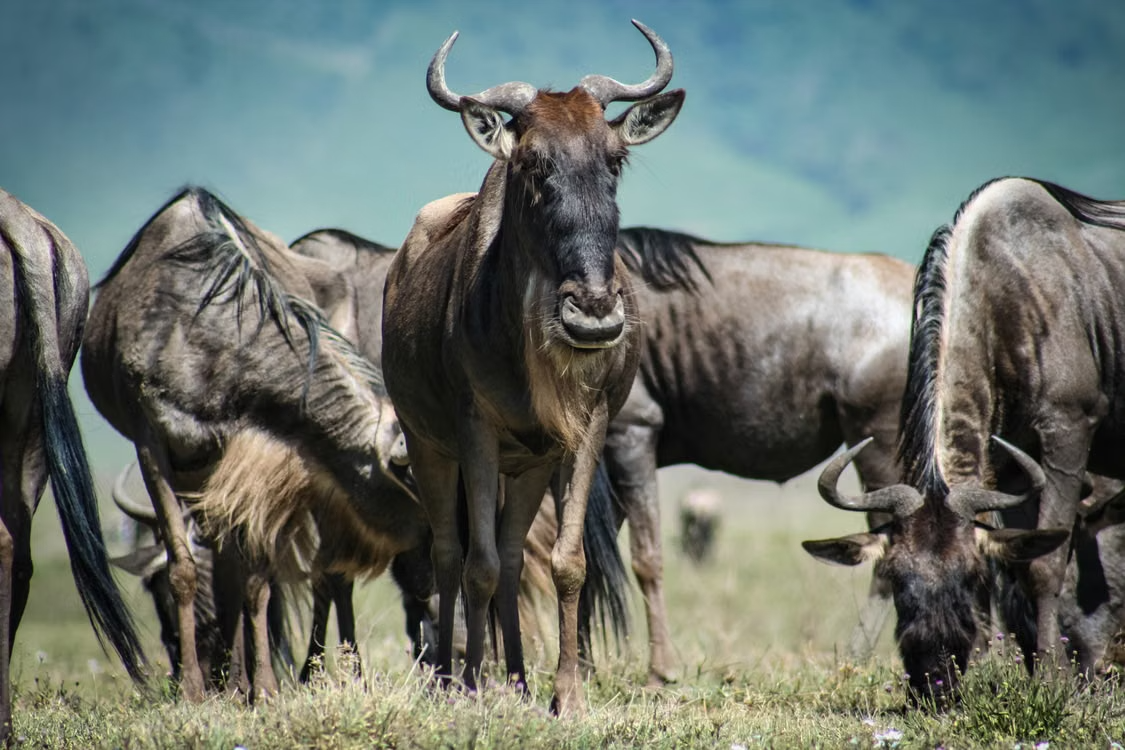Is a Tanzania safari really worth the cost